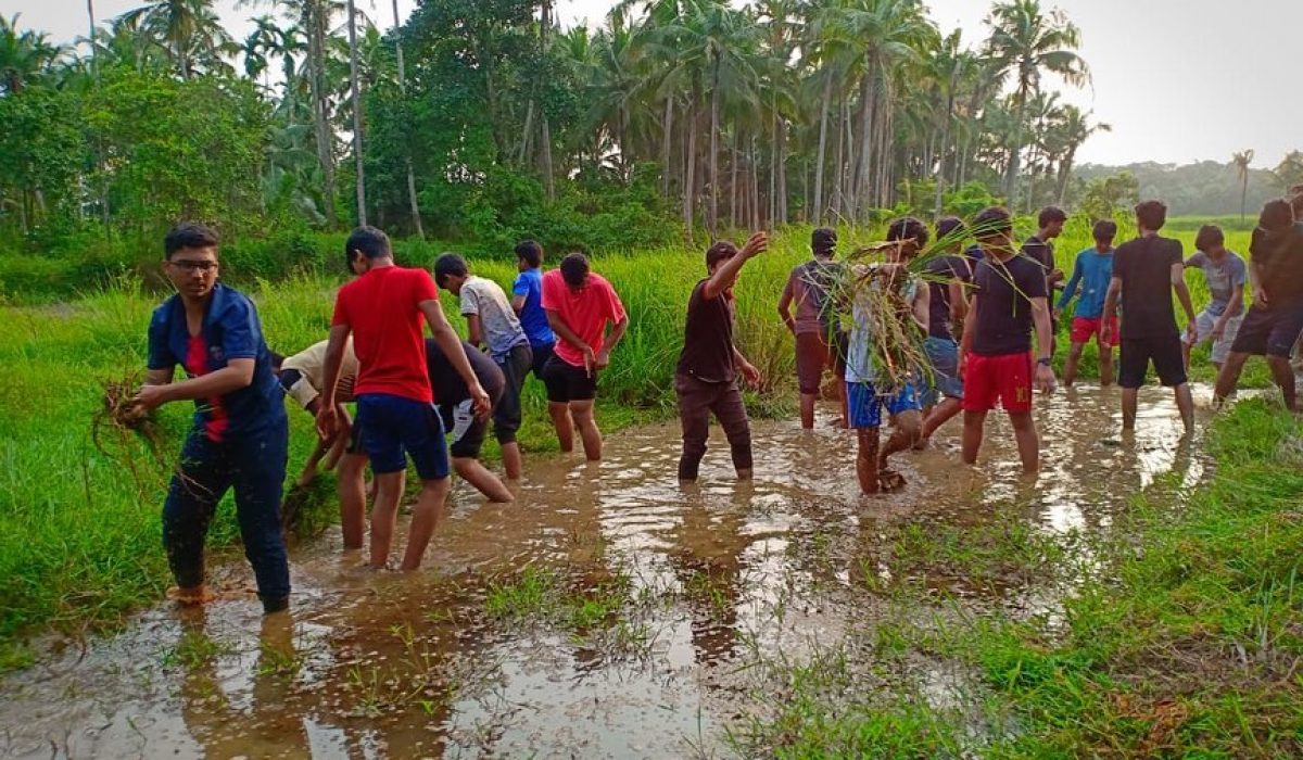 Paddy Field Project (Cultivation of rice)