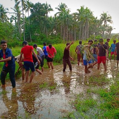 Paddy Field Project (Cultivation of rice)