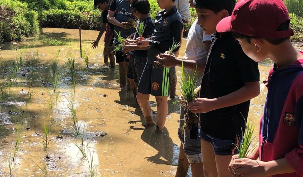 Paddy Field Trip (VI)