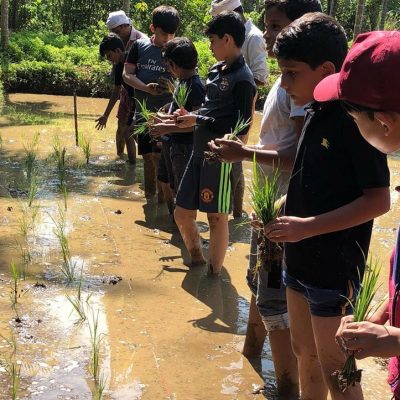 Paddy Field Trip (VI)